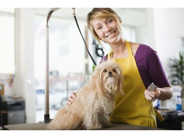 How to Choose an Experienced Groomer