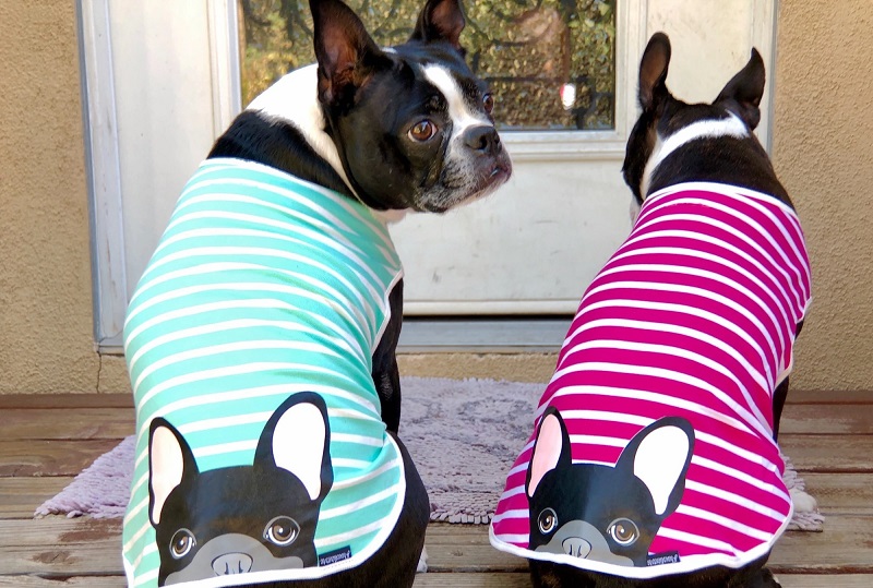 How to choose the right frenchie pet store?