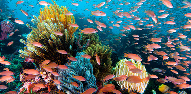 The Best Diving Spots in Wakatobi That You Must Try