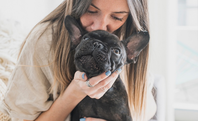 Practical Caretaking of French Bulldog: What You Need Right