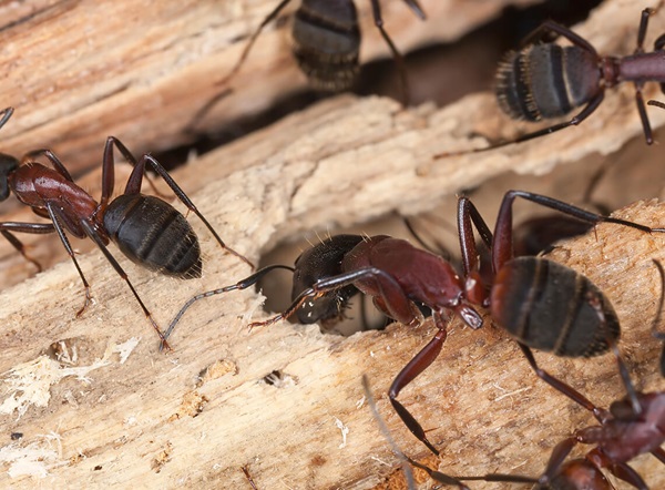 Black, Huge Ants in the House? Perhaps You Have Carpenter Ants!